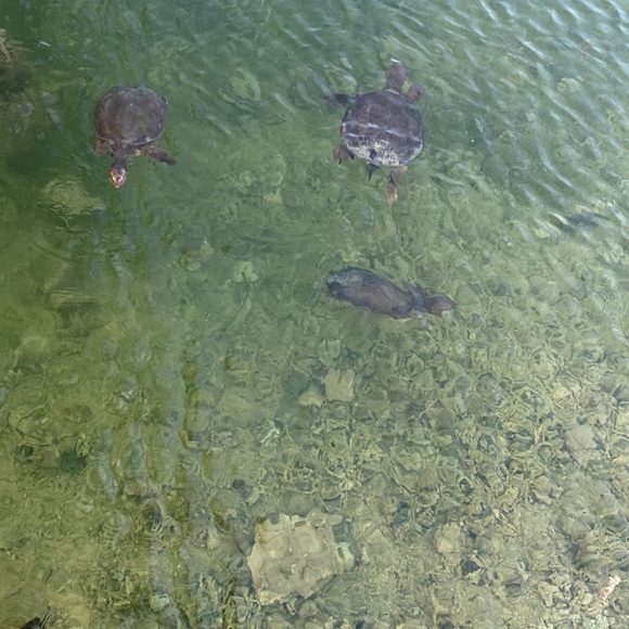 HI GUYS IM POTIT I USED POSH SIDEKICK TO SHARE MY CLOSET USED MY  REFERRAL CODE - Picture 5 of 16